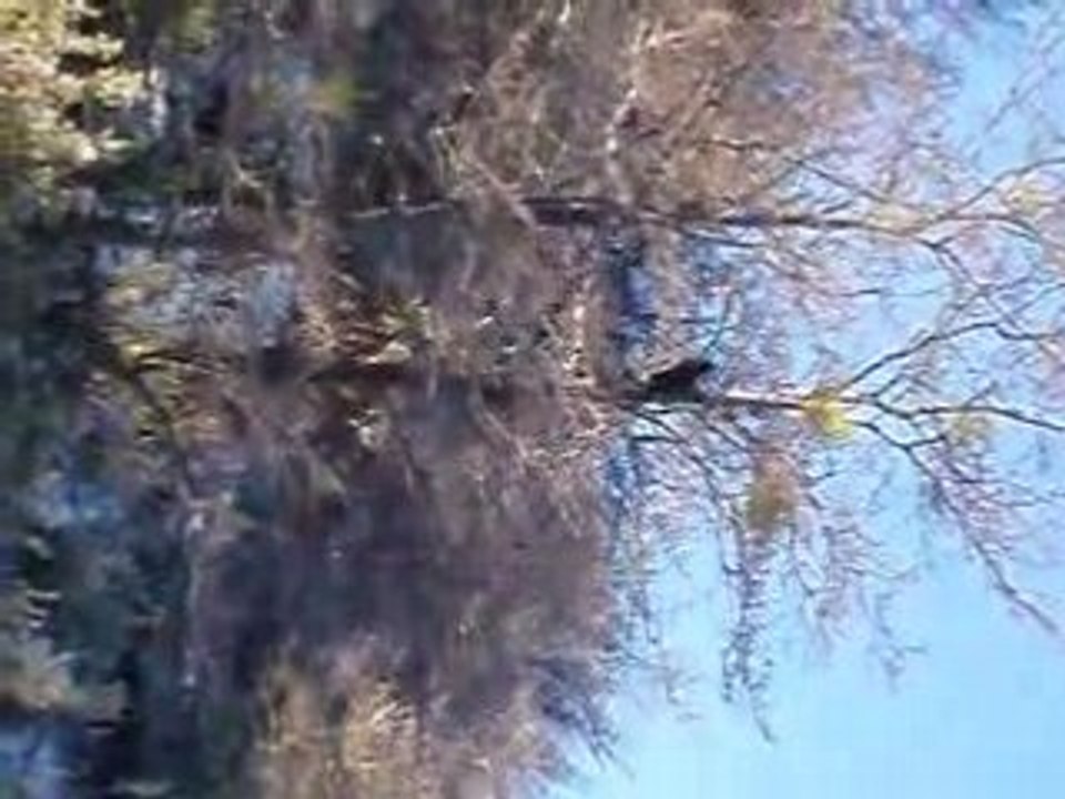 WOODY WOODPECKER a Ushuaia