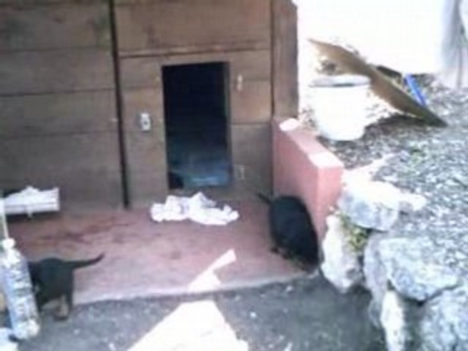CHIOTS 290608-3
