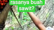 Rasanya Manis Legit