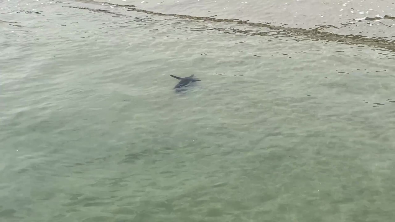 Pinguim nadando na praia de Jurerê Internacional · Florianópolis - Brasil · 4K 🐧