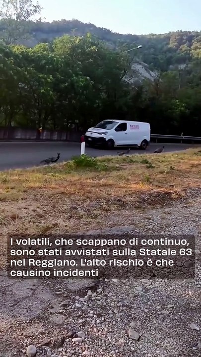 "Intervento della Polizia Stradale per Allontanare Pavoni dalla Statale 63: Rallentamenti al Traffico"