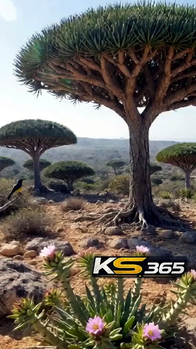 The Alien Island on Earth