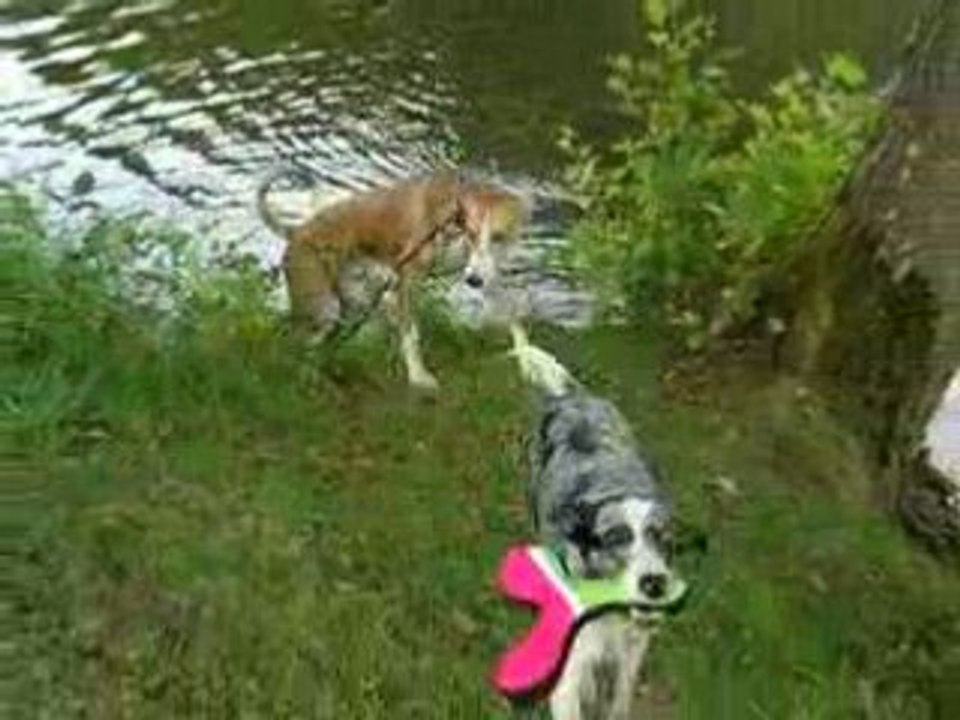 Nook et Chiro à l'eau!