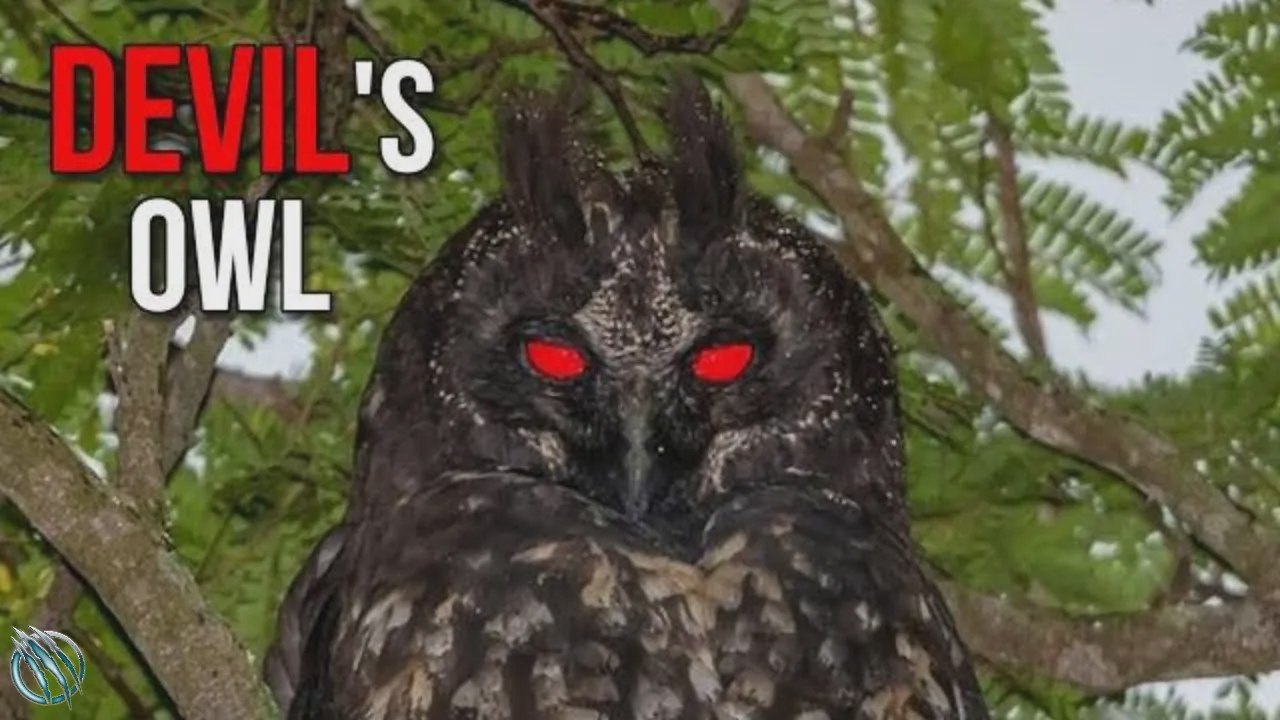 Hibou stygien : le hibou du diable aux yeux rouges