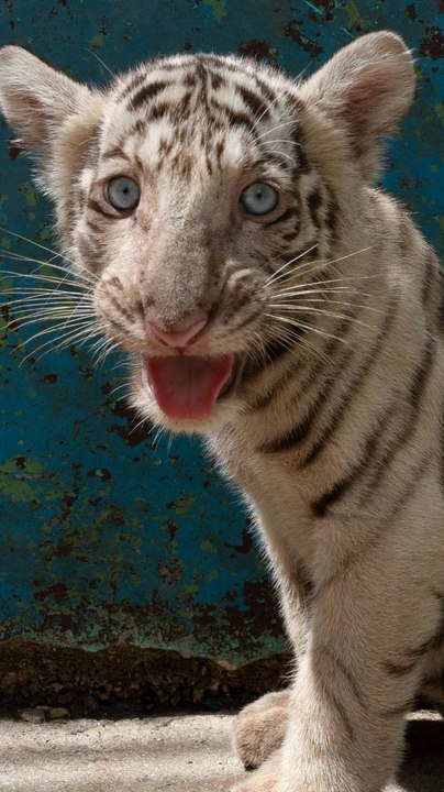 Tigres de bengala en el Zoológico de Cuba sufren la crisis energética