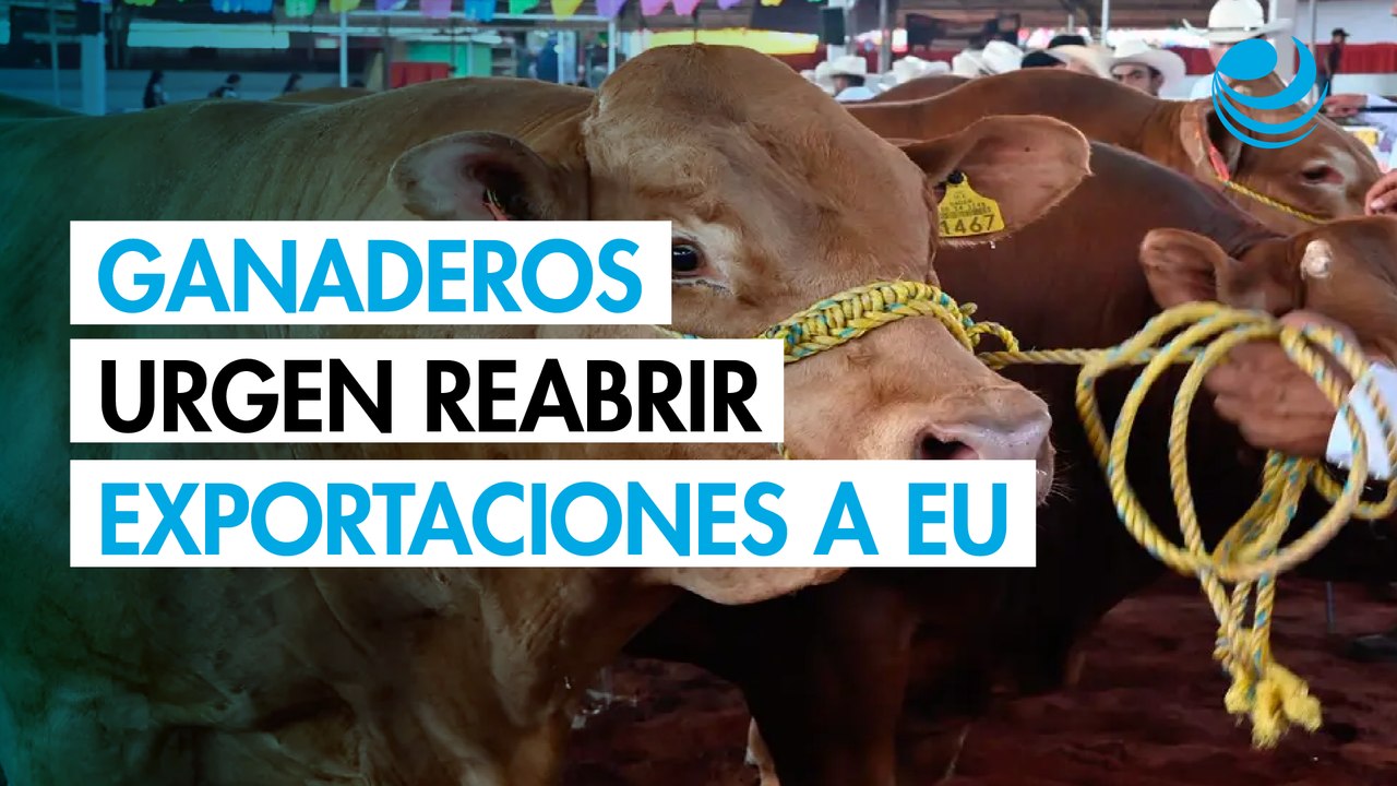 Ganaderos urgen a retomar negociaciones con EU sobre las exportaciones de ganado