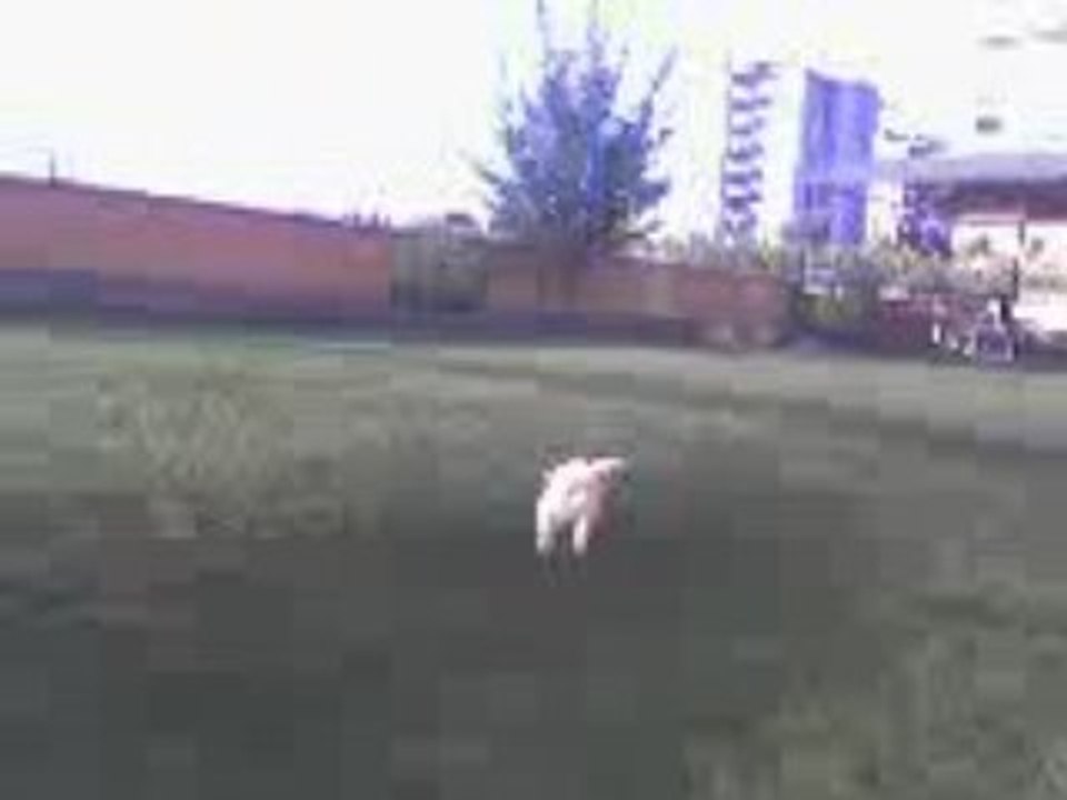 golden retriever 3