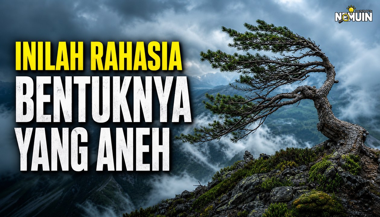 Mengapa Pohon di Tempat Berangin Kencang Tumbuh Lebih Pendek dari Biasanya?