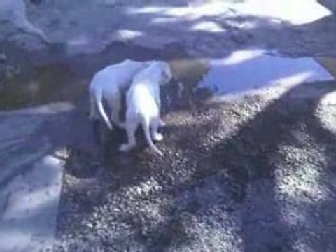 Ptit Loulou chez l'éleveur