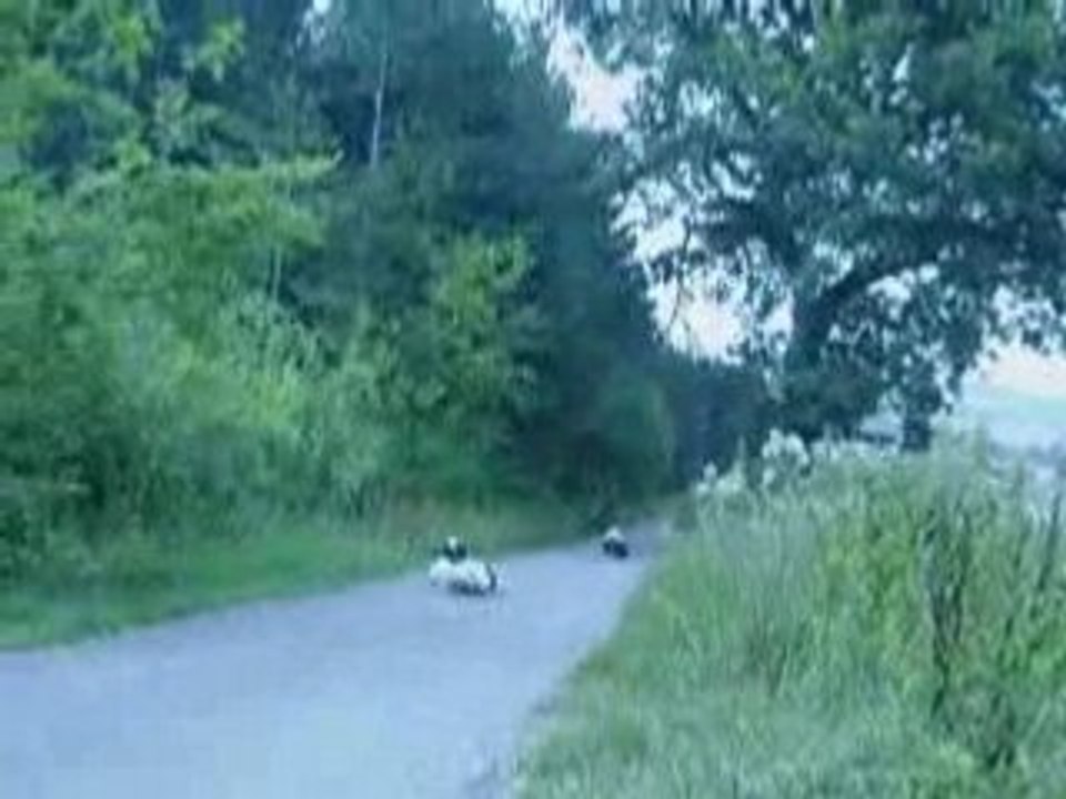 StreetLuge  CrashMan Suivi de Hitman