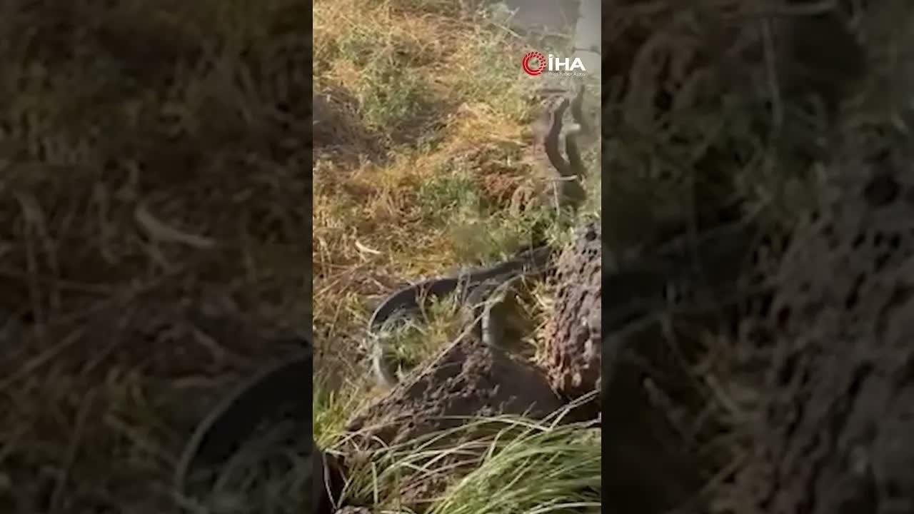 Sıcak hava devasa yılanları ortaya çıkardı