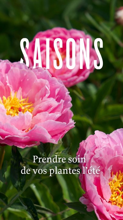 Prendre soin de vos plantes cet été