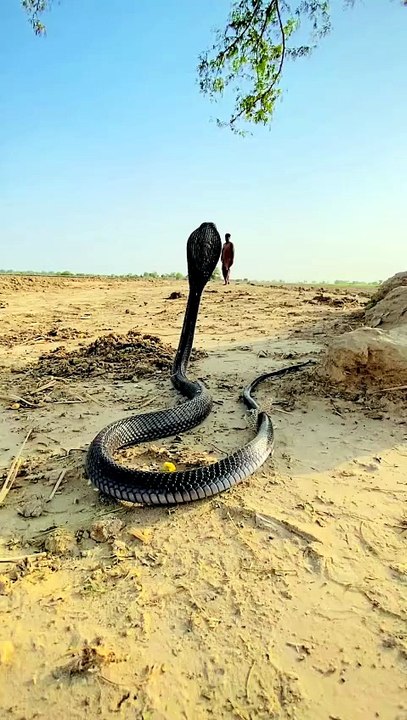 Snake ne kis trah attack kya