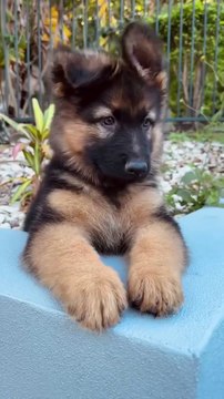 Funny German Shepherd #puppy #cute#lovers#loves#dogs#german Shepherd #beautiful dog #dogslif#longhair#shorthair#socute#german#sherphed#😍😍😍😍😍😍😍😍😍😍