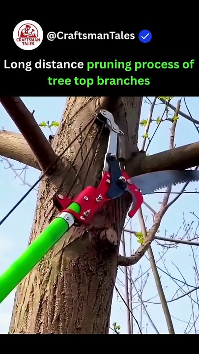 Long Distance Pruning Process of Tree Branches