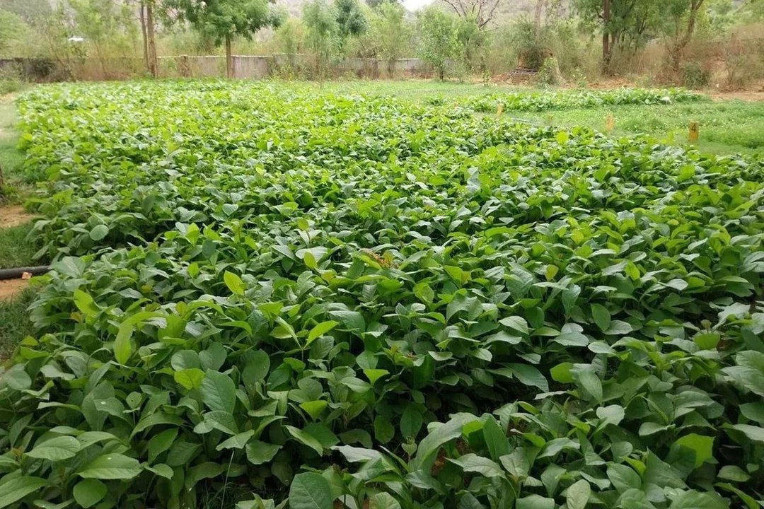 swm news: नर्सरियों में पौधों का अंबार: बरसात की देरी से हरियाली का सपना अधूरा