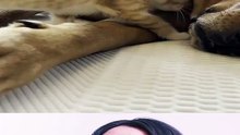 ¿Por que deberias tener mascotas?