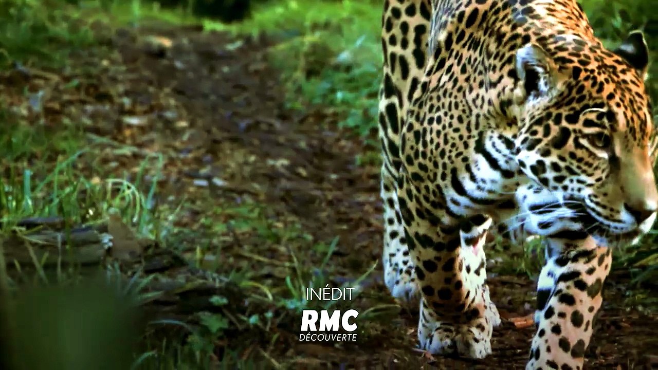 Retour à l'instinct primaire