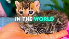 This Man FOUND a Rare Exotic Cat 🐱💛😲