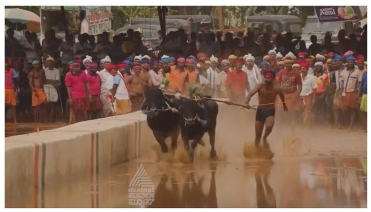 ಕರಾವಳಿ ಕಂಬಳ ಮೈಸೂರು ದಸರಾದಲ್ಲಿ ಬೇಕಾ..? ದಸರಾ ಕಂಬಳ ವಿಚಾರದಲ್ಲಿ ಶುರುವಾಯ್ತು ಹಗ್ಗ ಜಗ್ಗಾಟ