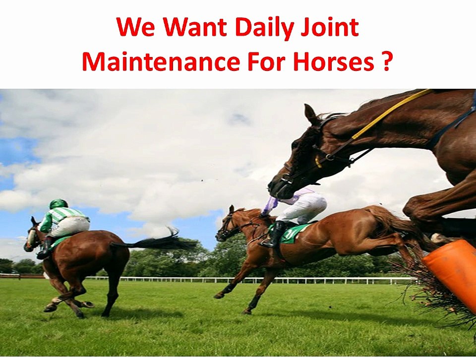 Precision Equine Solutions : Daily Joint Maintenance For Horses