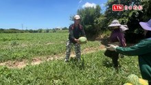 成本飆升收成僅三成 農民颱風前全力搶收西瓜