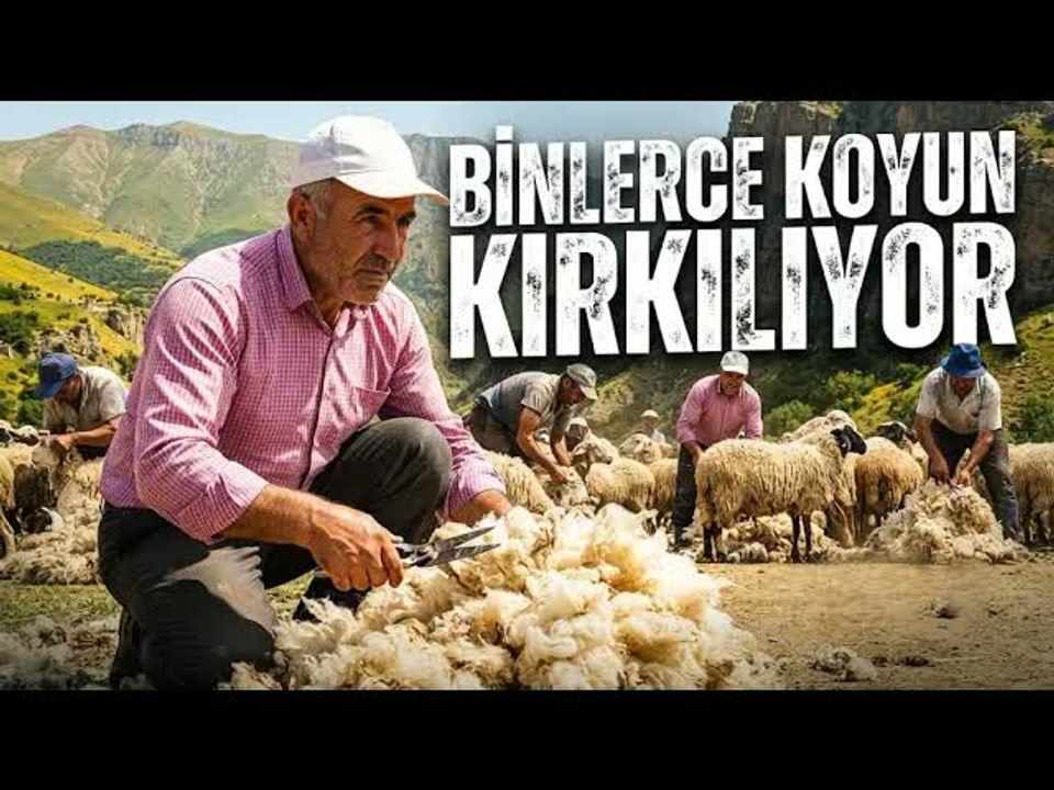 Şırnak'ta Yaylaya Çıkacak Koyunlarda Kırkım Mesaisi Başladı
