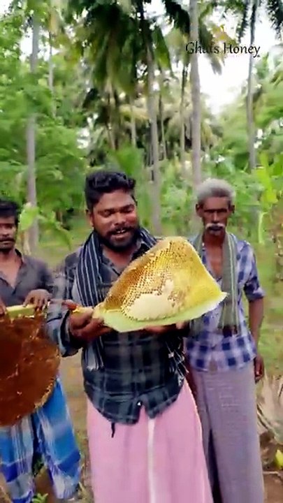 Pure Wild Honey harvesting - Wild Honey Hunters