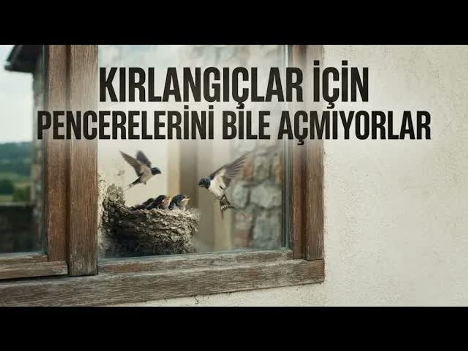 Kırlangıç yuvalarını bozmayıp pencereleri naylonla kapladılar