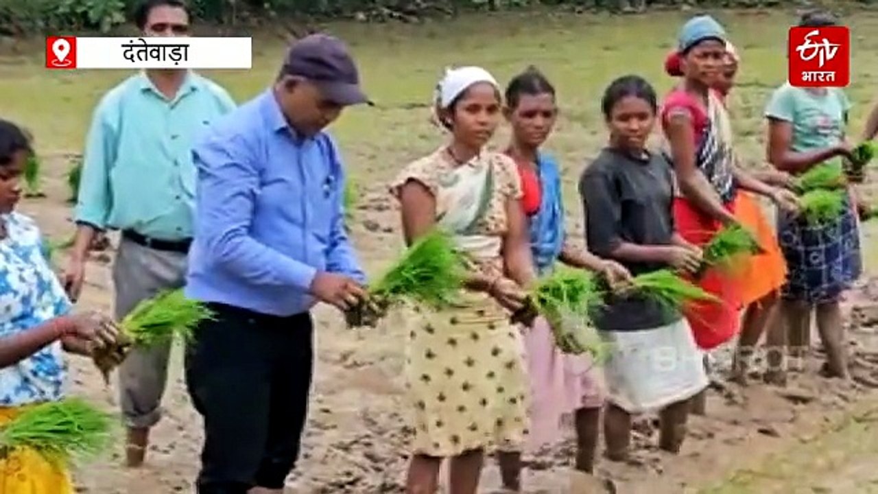 प्रधानमंत्री धन धान्य कृषि योजना  : दंतेवाड़ा में जैविक खेती को मिली नई उड़ान, श्री विधि से किसानों आय और उत्पादन बढ़ोतरी का लक्ष्य
