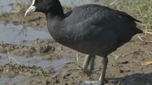 Eurasian Coot of India | Real Wildlife Documentary