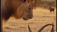Bro Did a Full 360 Spin 😆 #wildlife #comedy #funny #animal