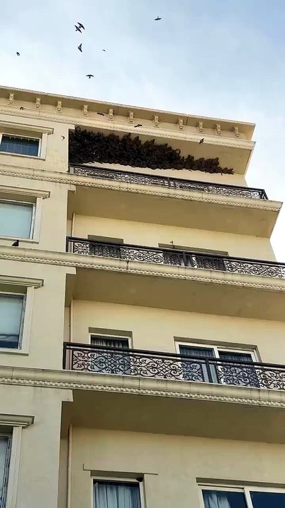 Ce balcon abandonné chaque année pour laisser vivre des centaines d’hirondelles