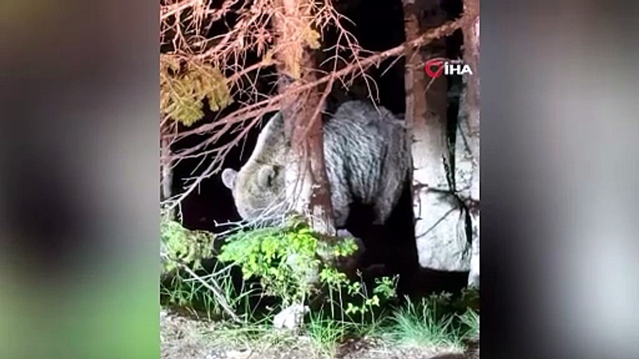 Bursa\'da görülen iri ayı herkesi hayrete düşürdü