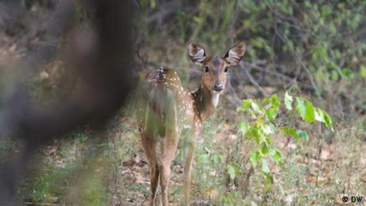 Protecting deer and helping farmers