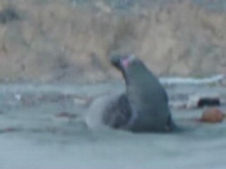 Sneaking Up on an Elephant Seal