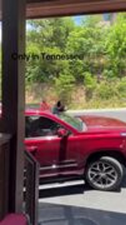 Bear Gets Stuck in Car and Tears Down Windshield for Exit