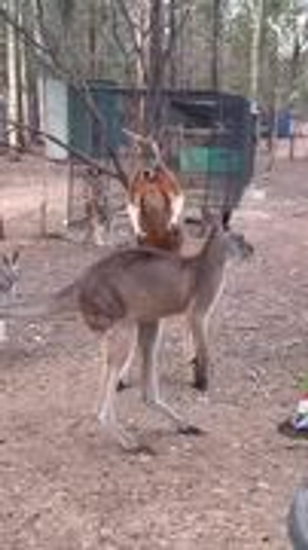 ⁣Two Kangaroos Start Fighting Each Other at Rescue Center