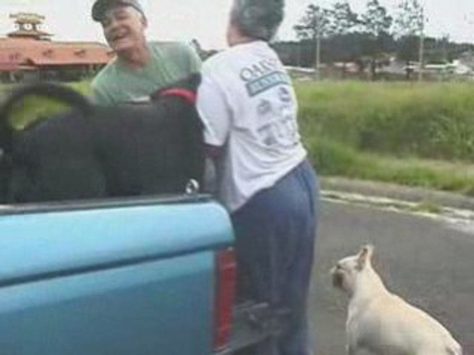 Tarde de perros
