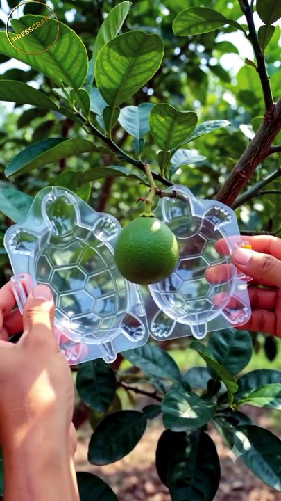 Pomelo in a Turtle Shape! 🐢🍊 #Pomelo #TimeLapse #FruitGrowing #Satisfying #Shorts #4K