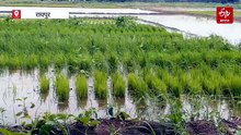 भारी बारिश से फसल को कैसे बचाएं, एक्सपर्ट से जानिए किस विधि से करें धान की खेती