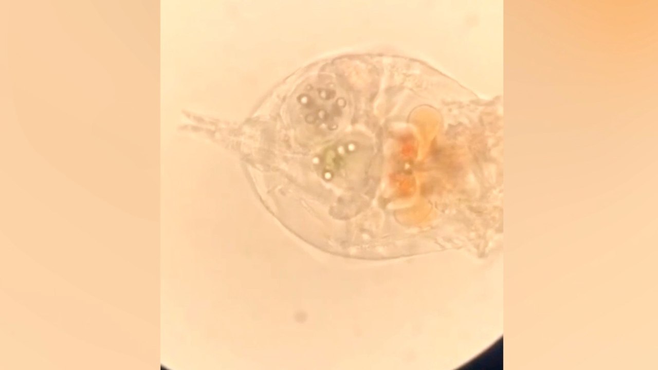 Plankton convert microplastics into nanoplastics, worsening the problem.