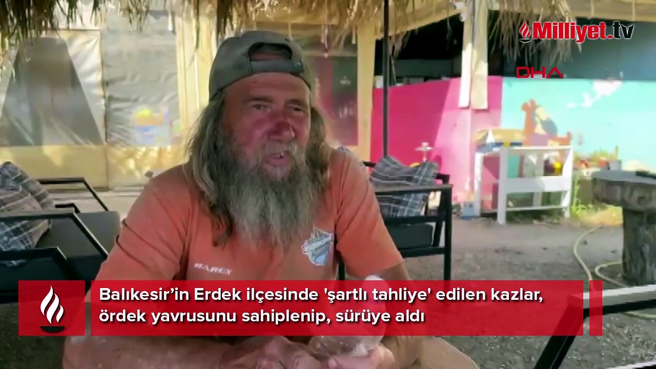 Şartlı tahliye edilmişlerdi! Erdek'in ünlü kazları bu kez yürekleri ısıttı