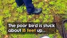 Rescuers Save Osprey Trapped High in a Tree 🥹🦅❤️#osprey #birdrescue #wildlife #animalrescue #birds #nature #wildlifeconservation #animals #heartwarming #viral #shorts #rescue #birdlover #animalstories #kindness