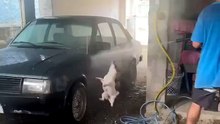 Cachorrinha viraliza ao transformar simples lavagem de carro em festa aquática; veja vídeo