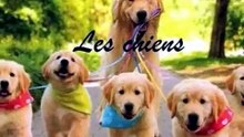 video jean pierre 205 sans musique pour daylimotion