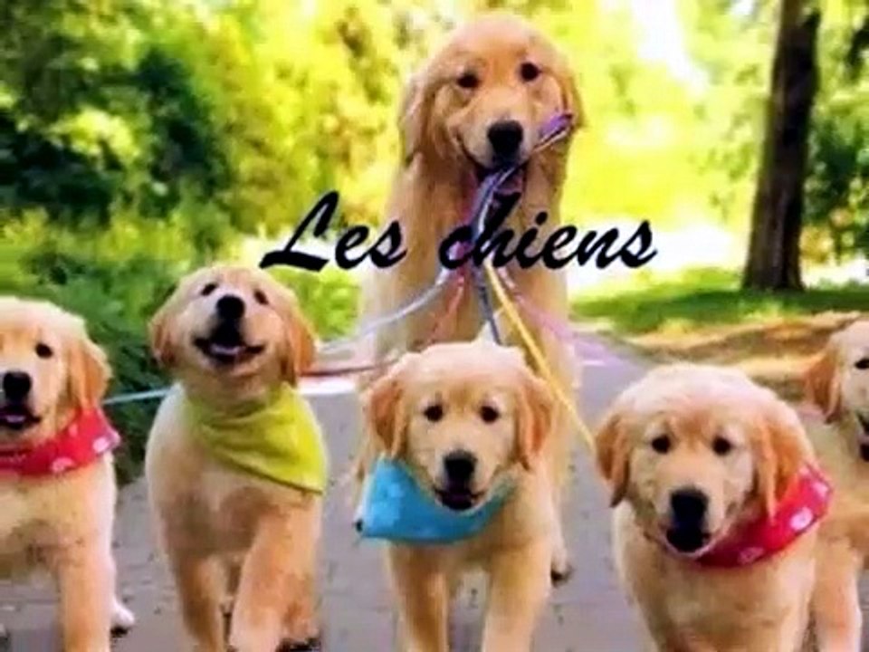 video jean pierre 205 sans musique pour daylimotion