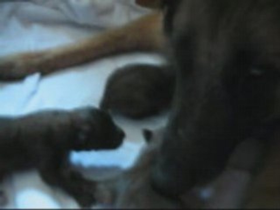 Les bébés de Aicha et Cougar