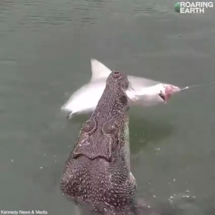 A crocodile snatched my prey.