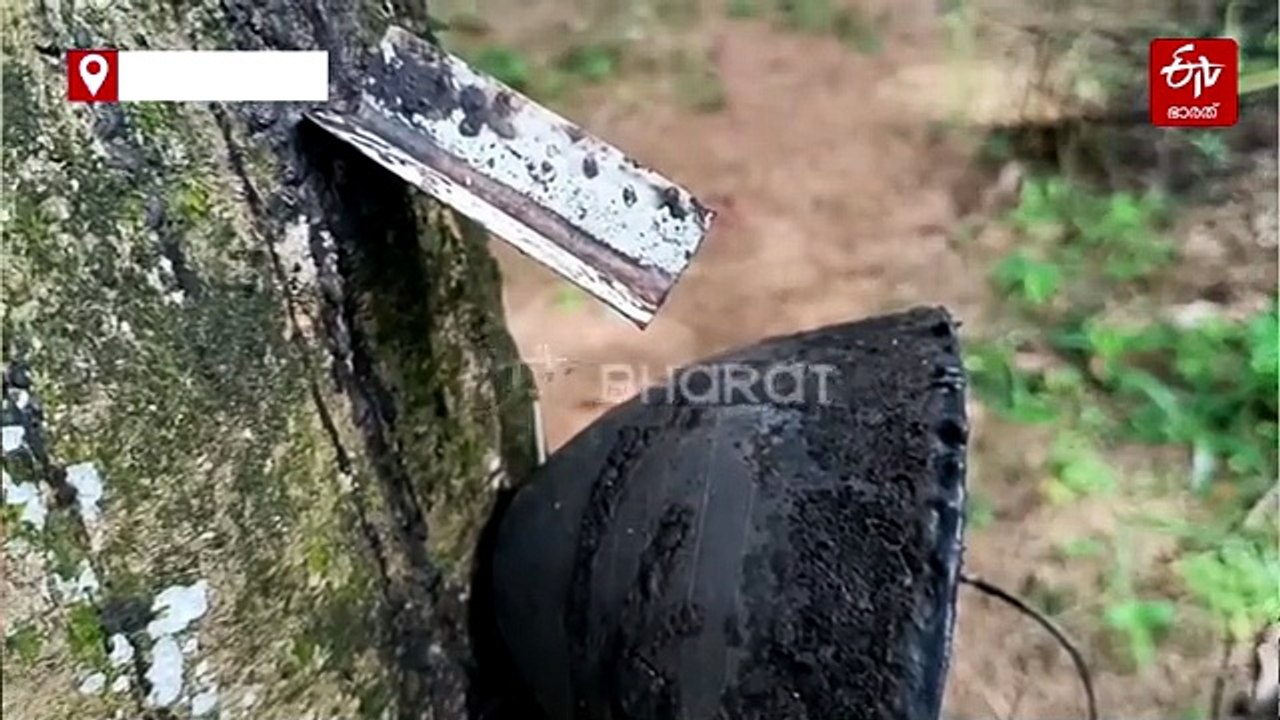 കർഷകർക്ക് ആശ്വാസം; റബ്ബർ വിപണിയിൽ റെക്കോർഡ് കുതിപ്പ്